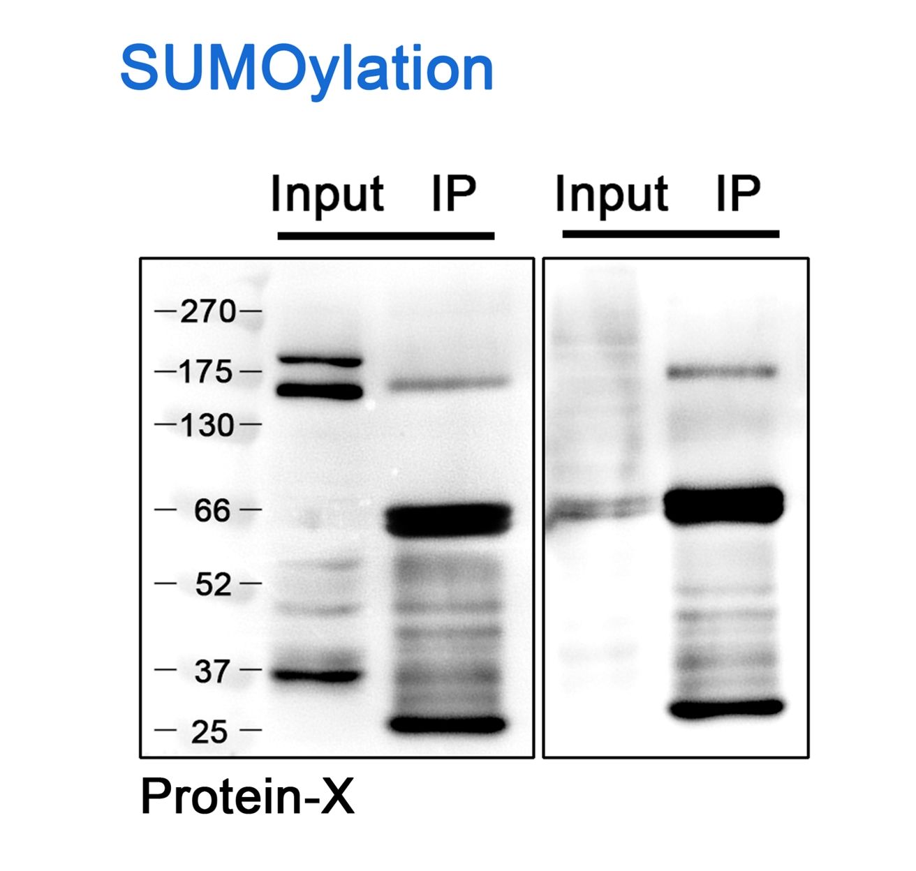 蛋白質蘇木化(SUMO)修飾